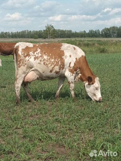 Коровы дойные