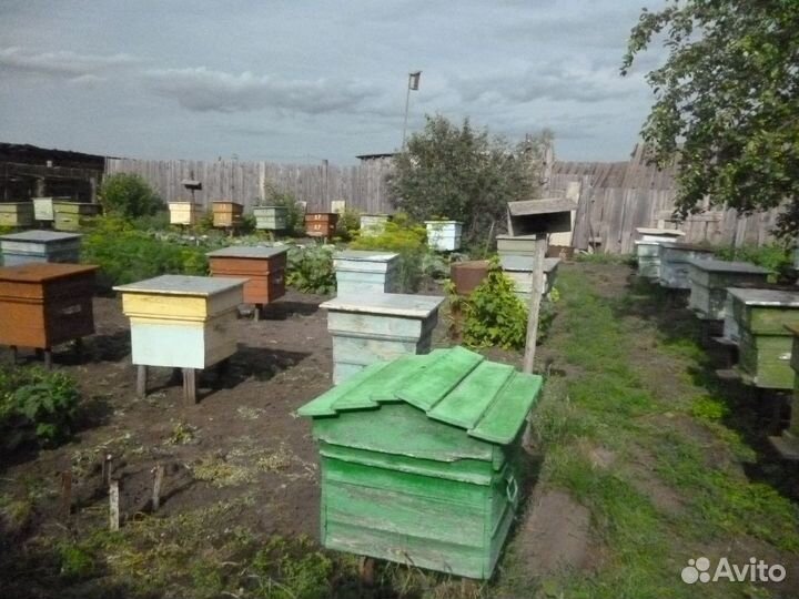 Пчелосемьи