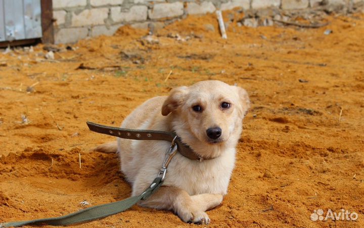 Щенок-подросток в добрые руки