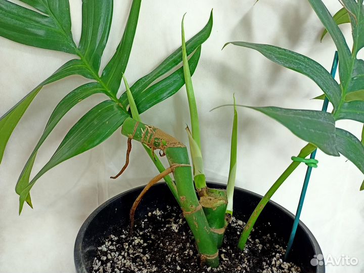 Рафидофора декурсива