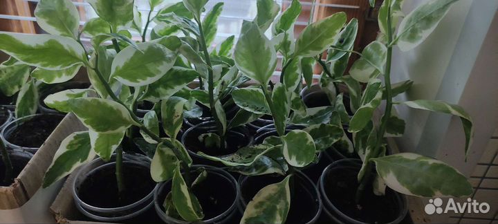 Педилантус