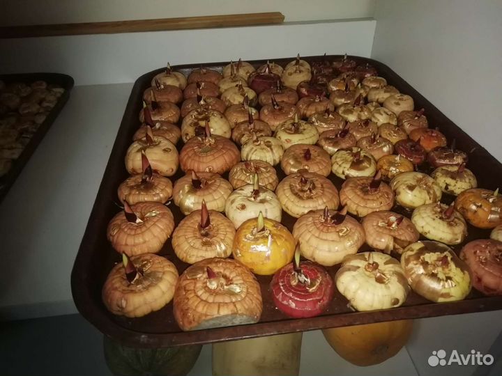 Многолетние цветы