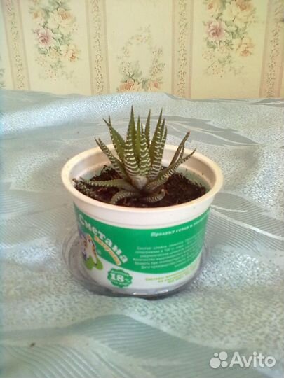 Цветы комнатные