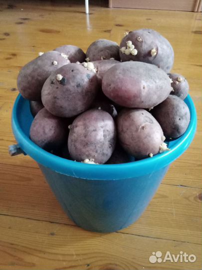 Семенной картофель