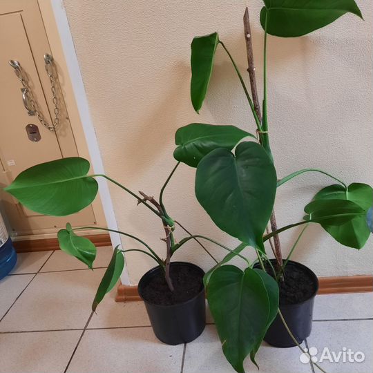 Диффенбахия, бегония, молочай Миля