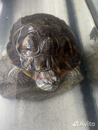 Красноухая черепаха с аквариумом