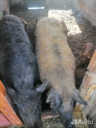 Продам поросят