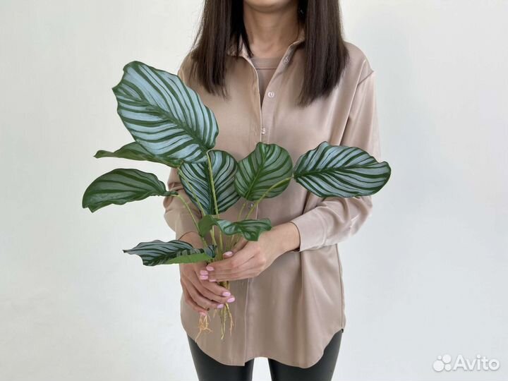 Растения искусственные Калатея в кашпо