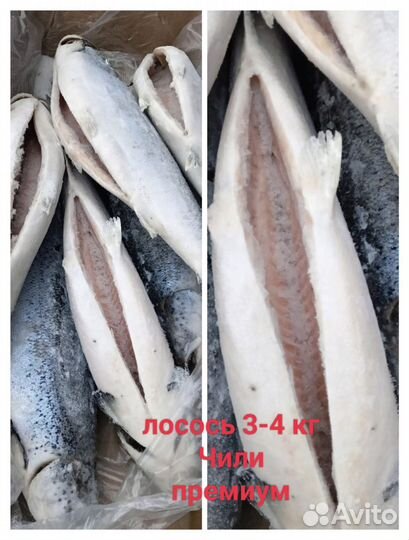 Свежемороженный лосось