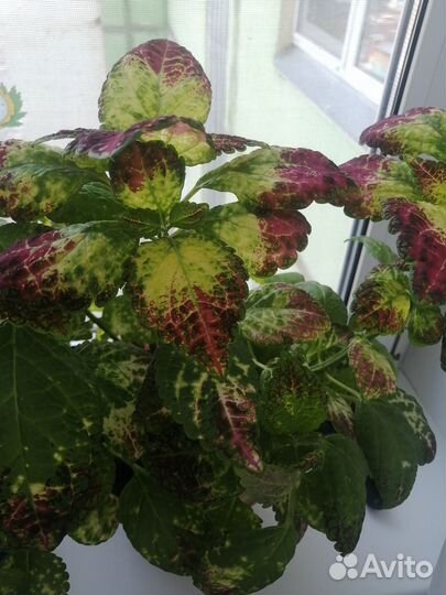 Колеус Аватар