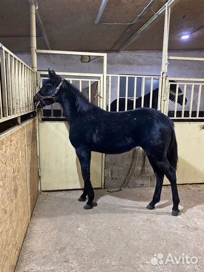 Лошади рысаки- призовых пород