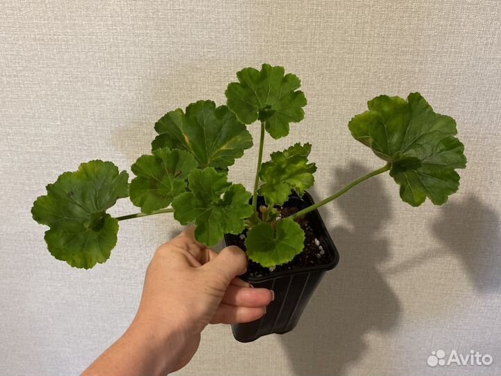 Пеларгония герань сортовая Dinasty daji