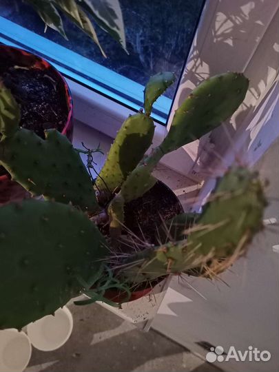 Большой кактус