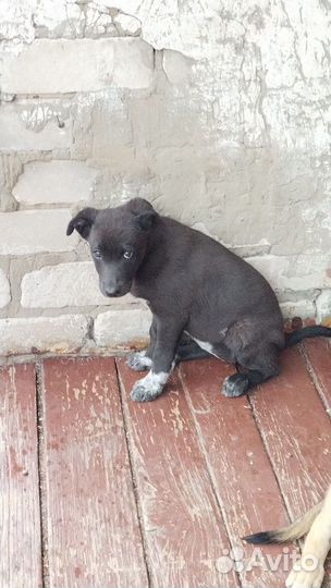 Собака в добрые руки отдам бесплатно