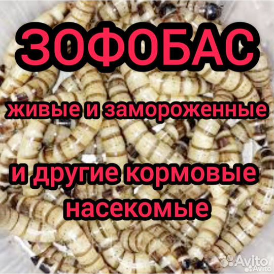 Зофобас, зоофобас,зофобус, зоофобус