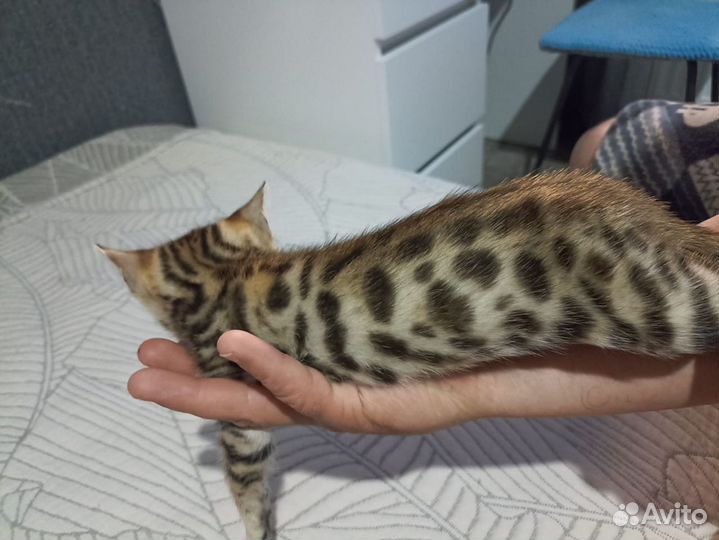 Бенгальский золотые девочки