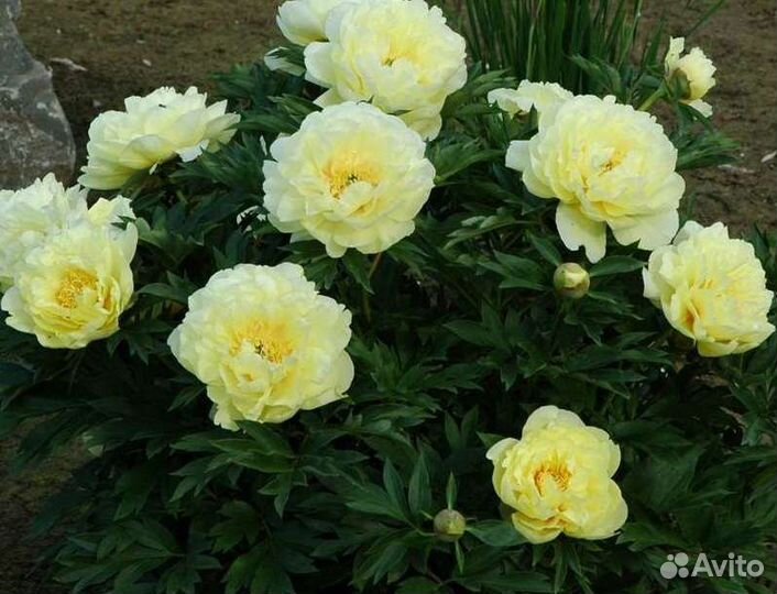 Пион жёлтый сорт Бартзелла