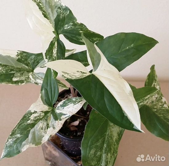 Сингониум, хойя, папортник, традиск