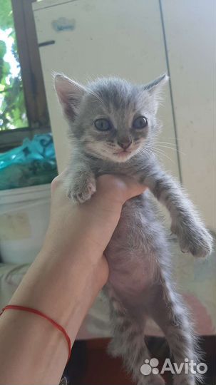 Котята в добрые руки бесплатно