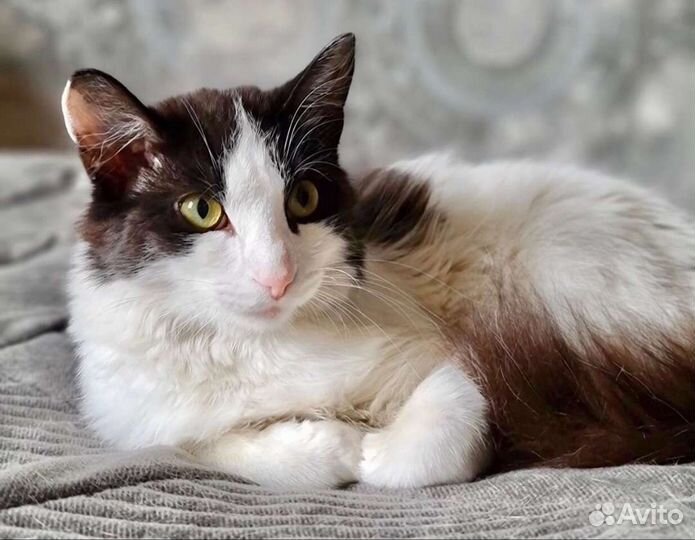 Кошечк нужен дом