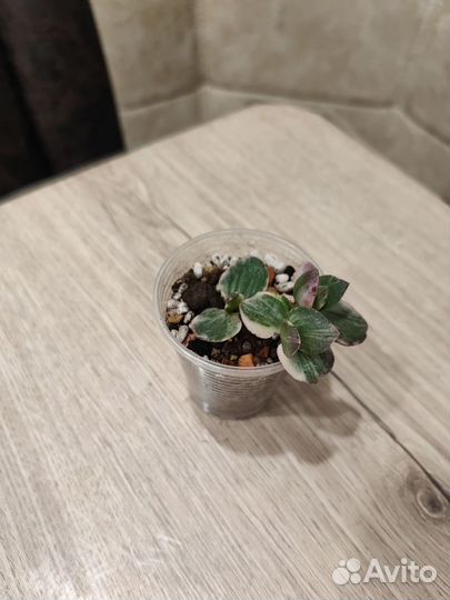 Комнатные растения, Крассулы Обновлён 14/09