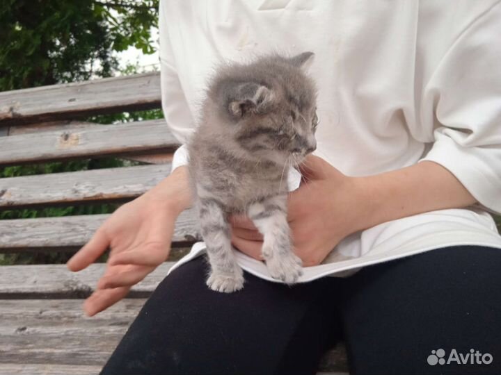 Котёнок ищет дом
