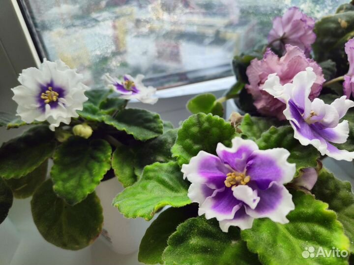 Комнатные растения цветы