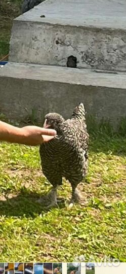 Инкубационное яйца Мехеленской кукушки