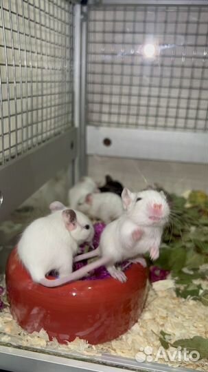 Дегу, чилийская белка из питомника