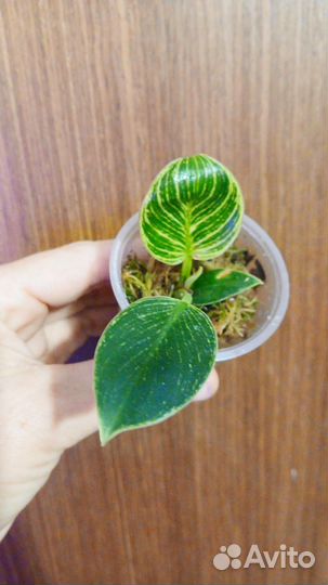 Филодендроны