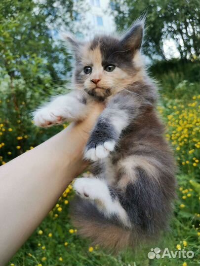Котята Мейн-кун