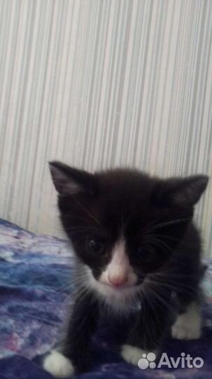 Отдам котенка,смесь мейн кун