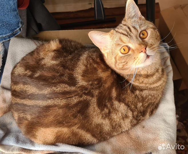 Шотландец в добрые руки