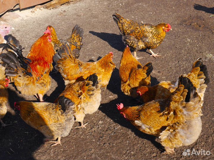 Кучинская юбилейная инкубационное яйцо