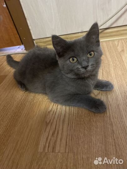 Британские котята