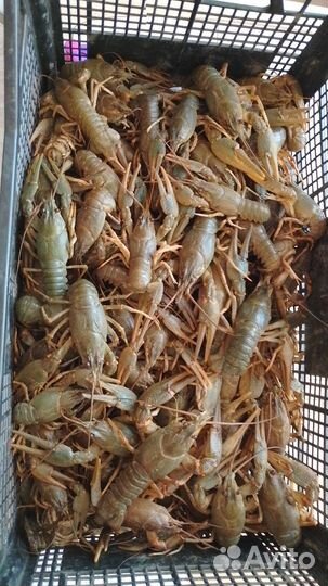 Живые раки