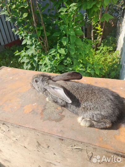 Кролики Ризен, крольчата