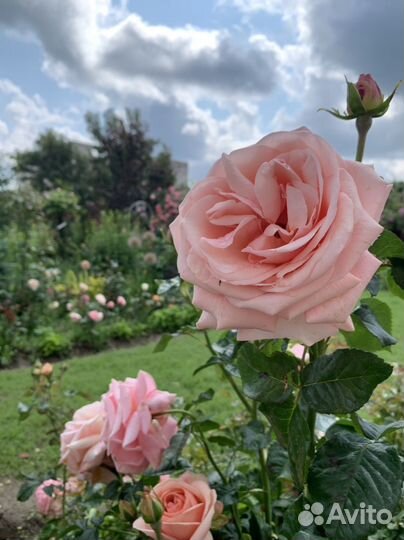 Кустовые розы в горшке