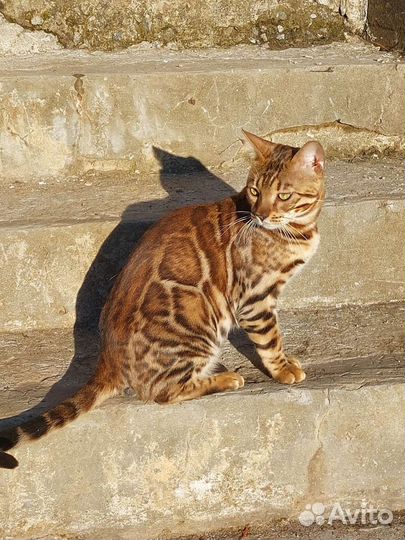 Бенгальский кот на вязку