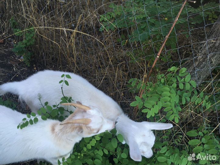 Козье молоко