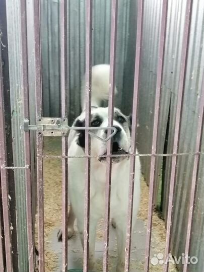 Хороший охранник