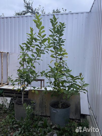 Лимонное дерево. Лимон. Дерево