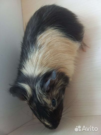 Морские свинки