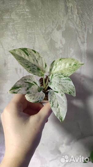 Эпипремнум White Marble