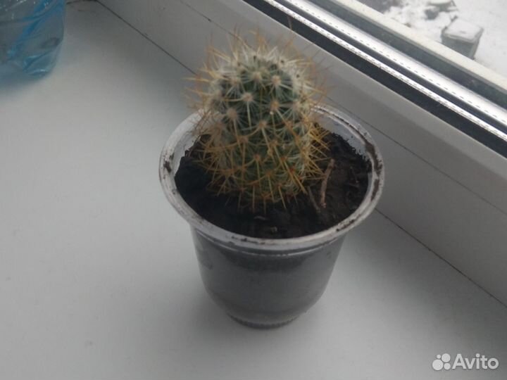 Кактусы маленькие