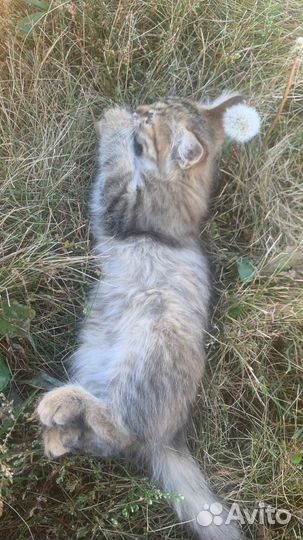 Котики бесплатно