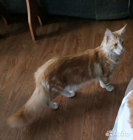 Котята мейн-кун