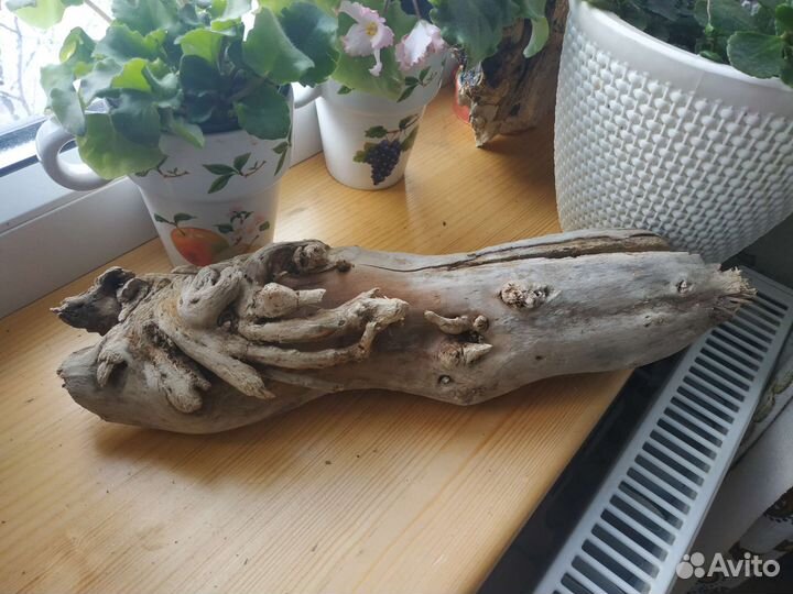 Коряга морская Кальмар Дрифтвуд