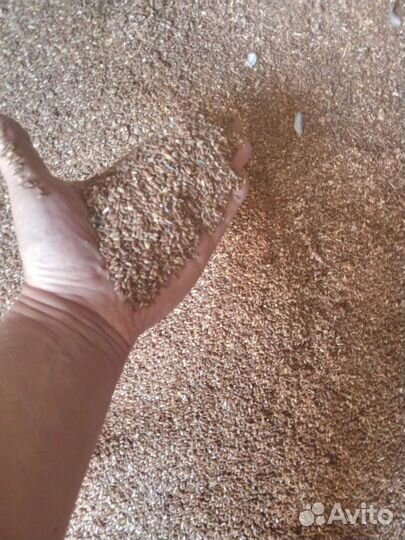 Зерно фураж. пшеница. Горох