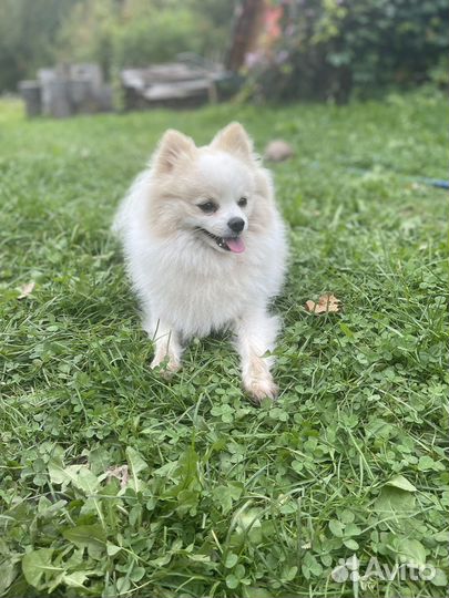 Немецкий шпиц